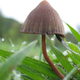Psilocybe mexicana, el hongo del que se aisló por primera vez la psilocibina. Foto: Wikipedia